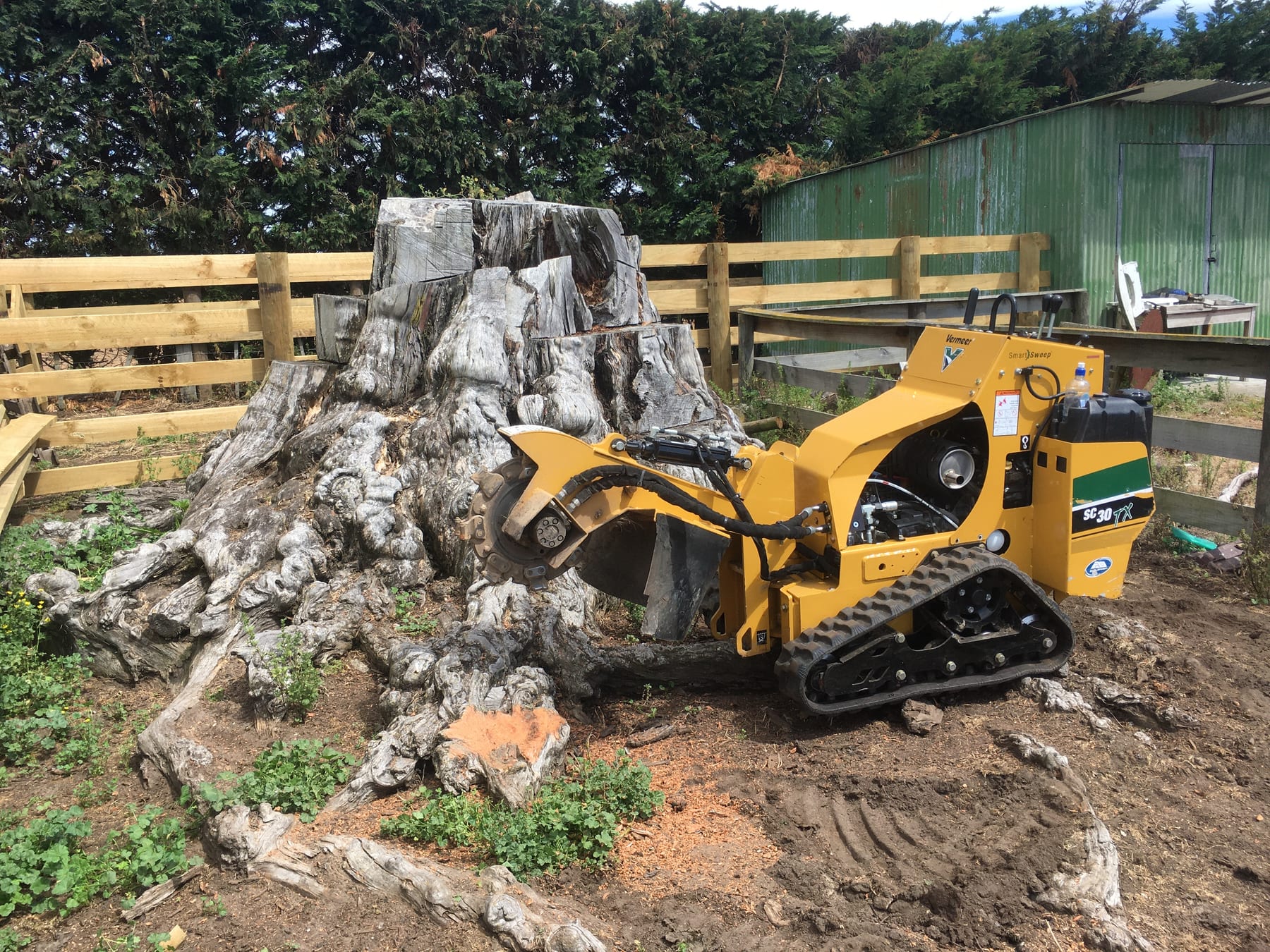 Yellow tracked stump grinder beside a very large stump on a Stump Shark job