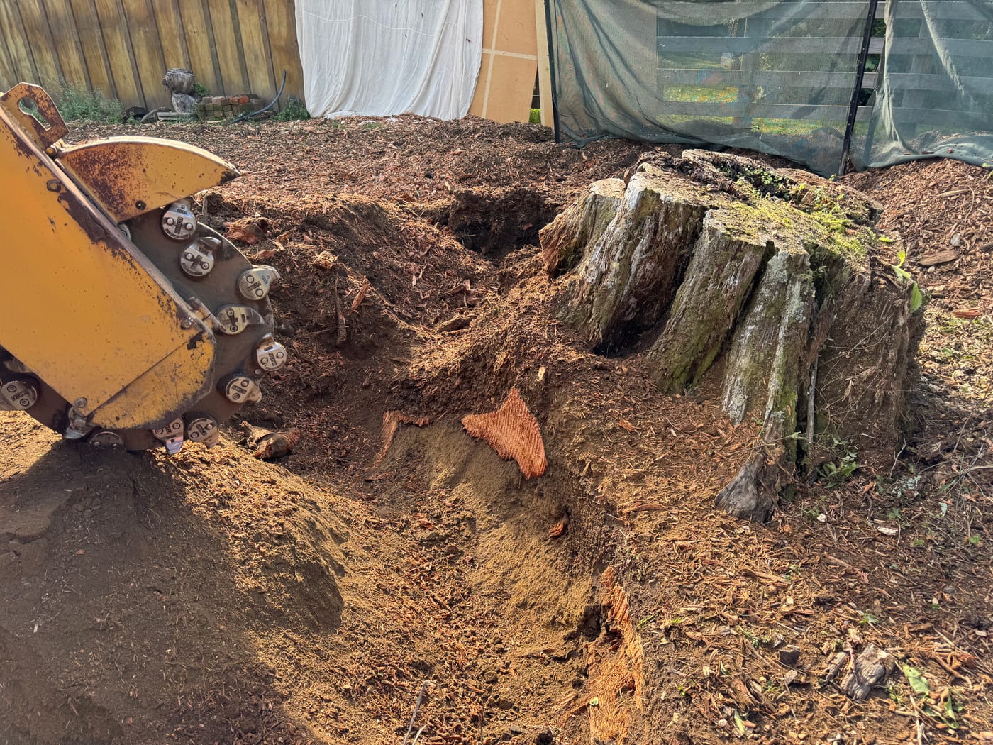 Close view of the cutting wheel and wood chips beside a stump during grinding